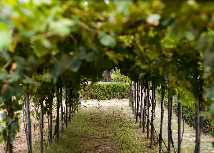 Luxury Wine Resort - Villa Dianella